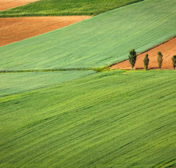 How to properly give fertilizers to your crops