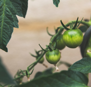 How to properly give fertilizers to your crops
